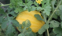 小嘉娱乐吃瓜,揭秘娱乐圈最新吃瓜事件，带你领略明星幕后故事