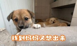 娱乐吃瓜酱中狗妈