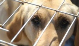 娱乐吃瓜酱中狗妈